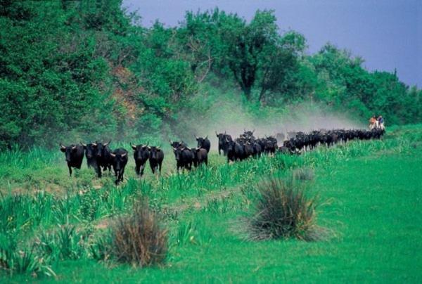 Joli Mazet Provençal de Camargue Vila Arles Exterior foto