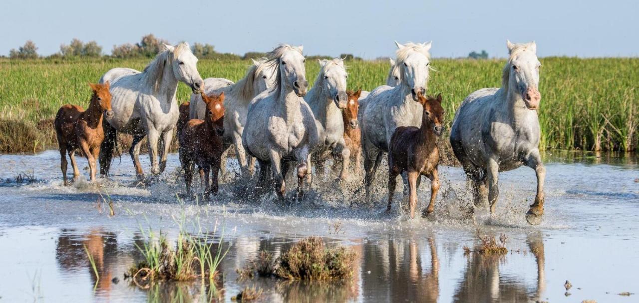 Joli Mazet Provençal de Camargue Vila Arles Exterior foto